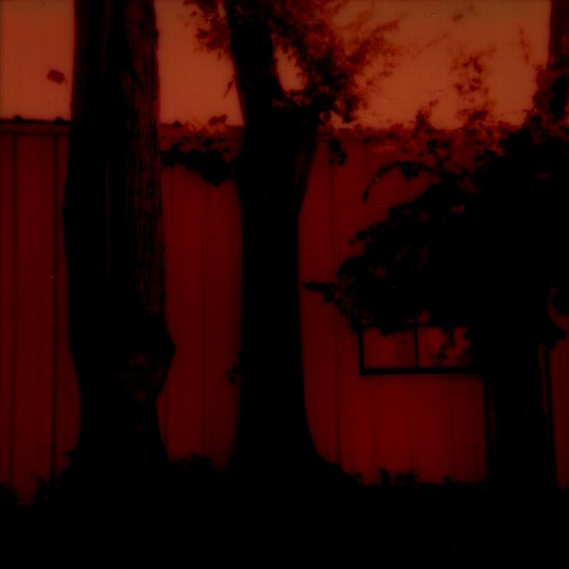 arbres01TXrougeimg962copie