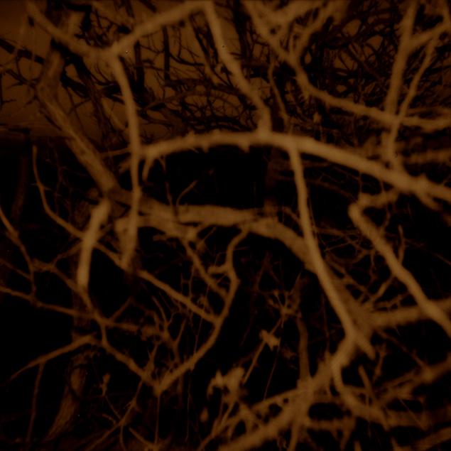 sicilebranches01copie